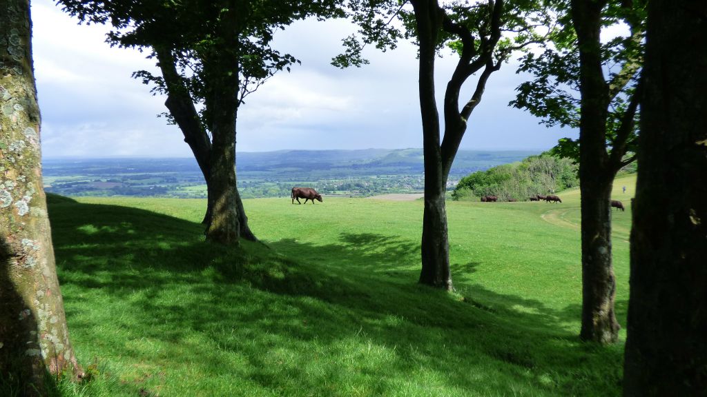 Chanctonbury Ring